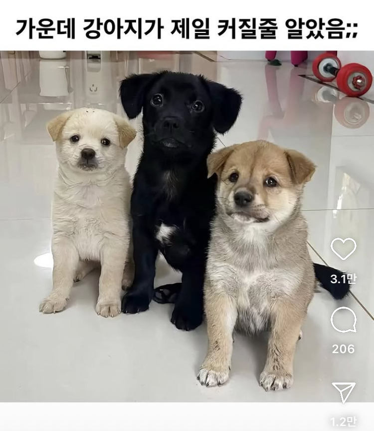 가운데 강아지가 제일 커질줄 알았음 | 인스티즈