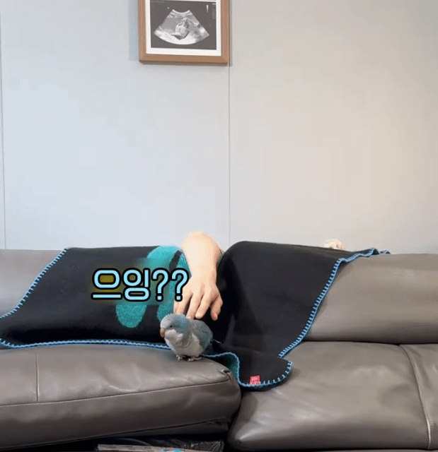 앵무새도 깜짝 놀라는 몰래카메라.gif | 인스티즈