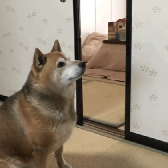  밥줘!!!밥 달라고!!!