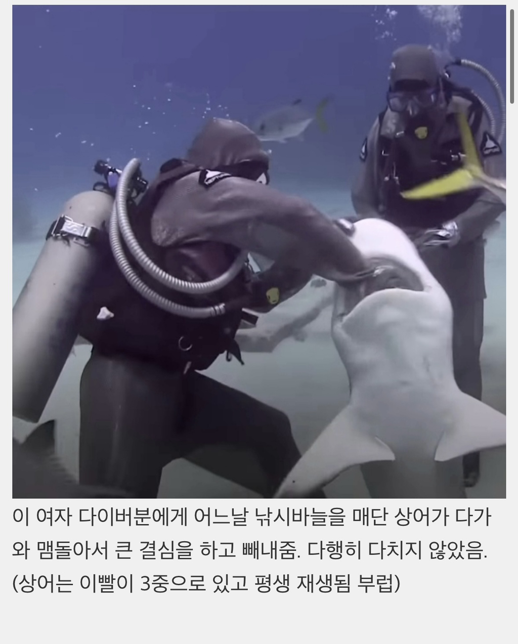  상어들의 맛집이 된 다이버