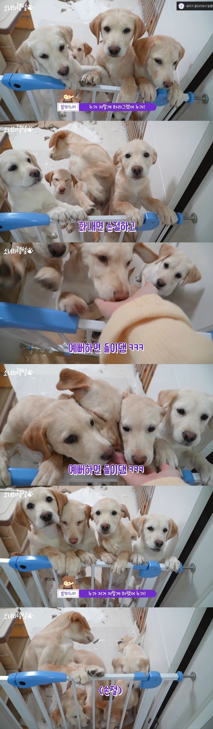 [소녀의행성] 개린이 7마리를 데리고 산다는건 | 인스티즈