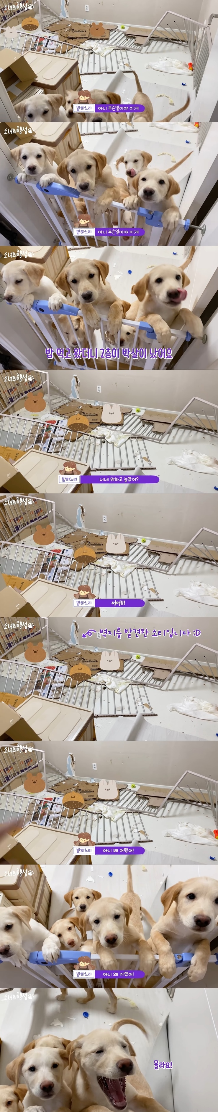 [소녀의행성] 개린이 7마리를 데리고 산다는건 | 인스티즈