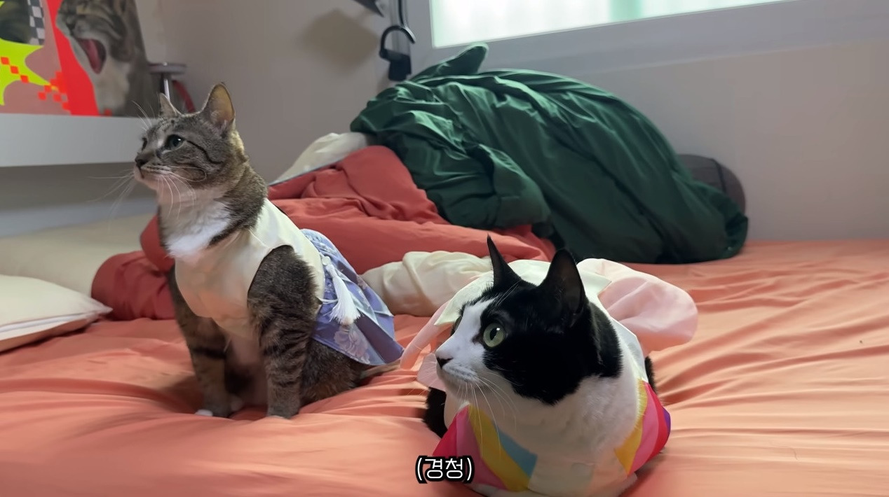 춘봉이랑 첨지 산불피해 기부 | 인스티즈