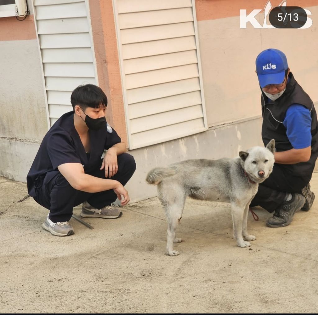 산불로 피해를 입은 동물들 (사진주의) | 인스티즈