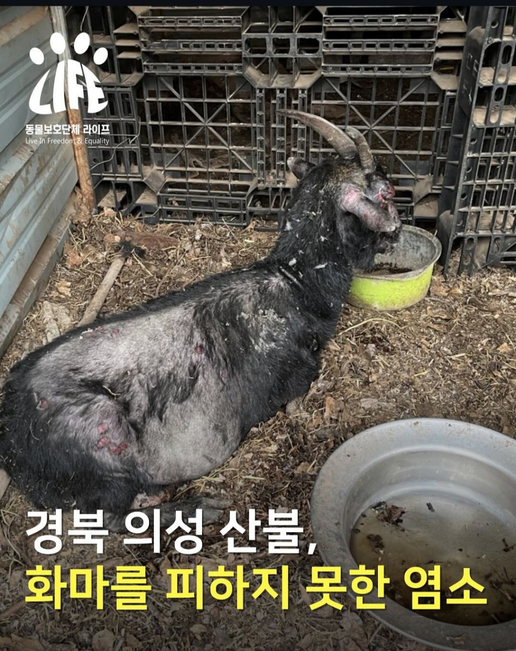 산불로 피해를 입은 동물들 (사진주의) | 인스티즈
