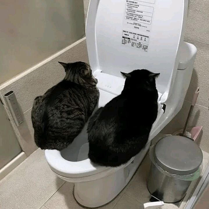 따뜻하면 그냥 자리잡는 고양이 | 인스티즈