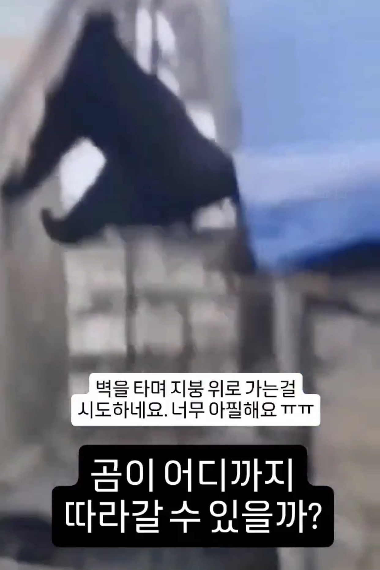 곰이 어디까지 따라갈 수 있을까? | 인스티즈