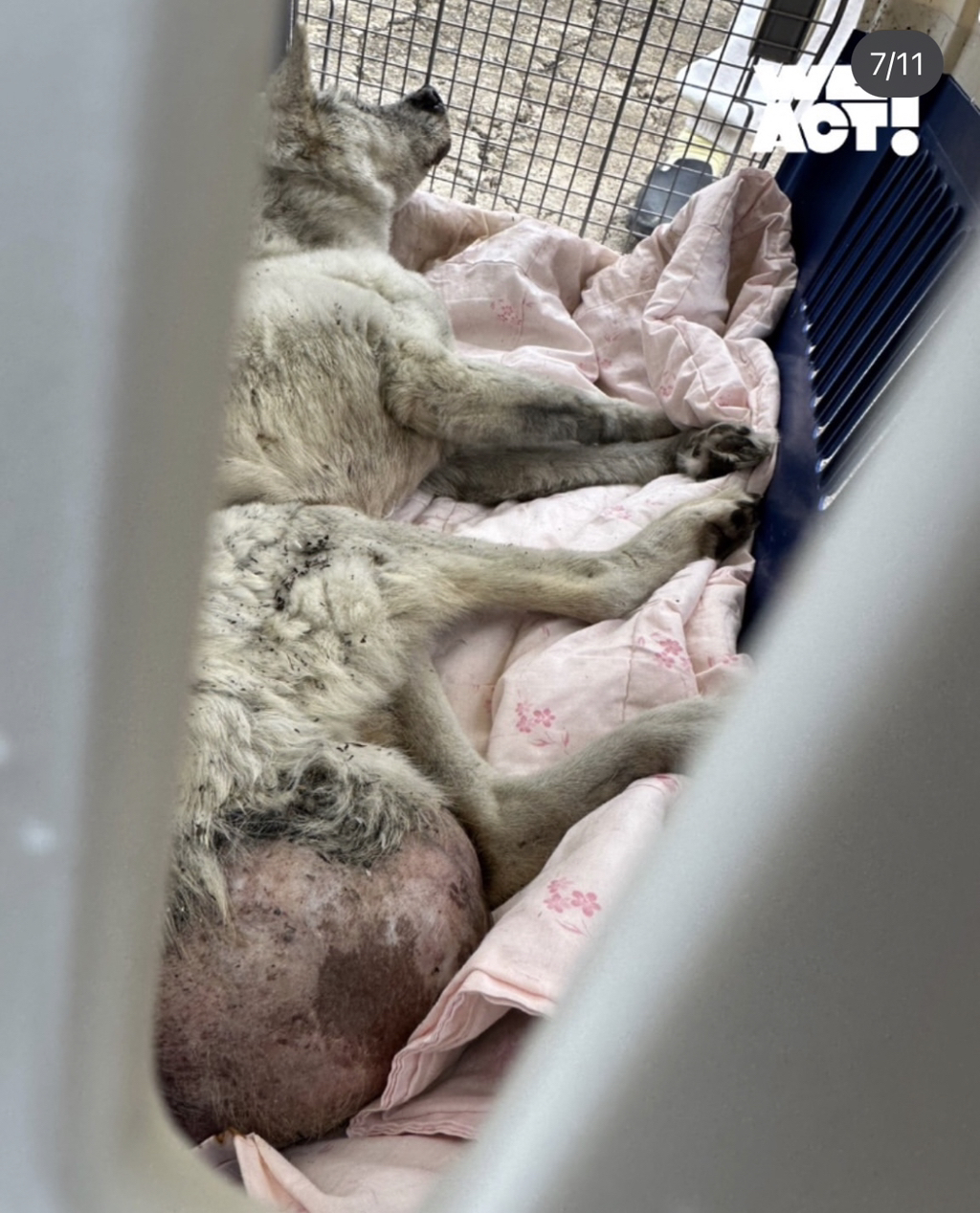 이번 산불에서 구조된 동물들 | 인스티즈