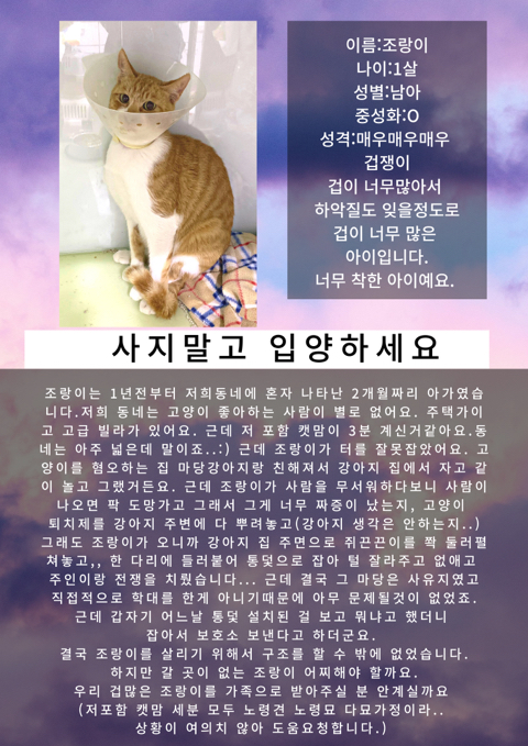  여시 홍보글보고 성묘 입양한 후기 (?)찝니다