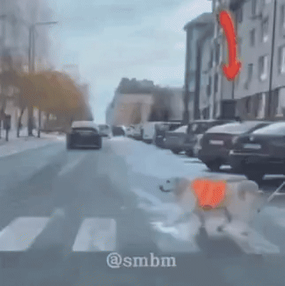 진짜 개빡친 시각 장애인 안내견 .gif | 인스티즈