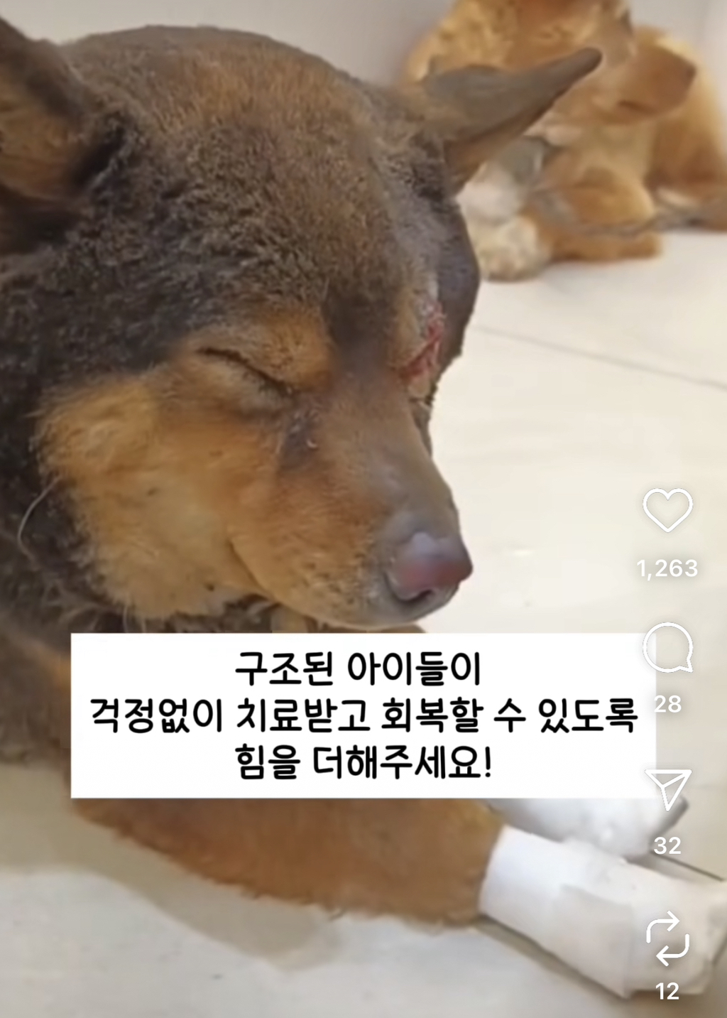 이번 산불에서 구조된 동물들 | 인스티즈