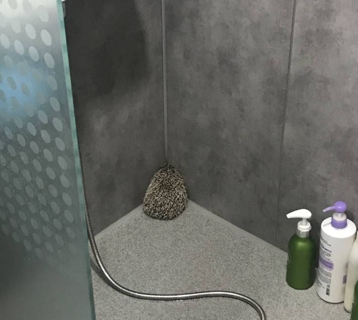  고슴도치 목욕시킨 후기