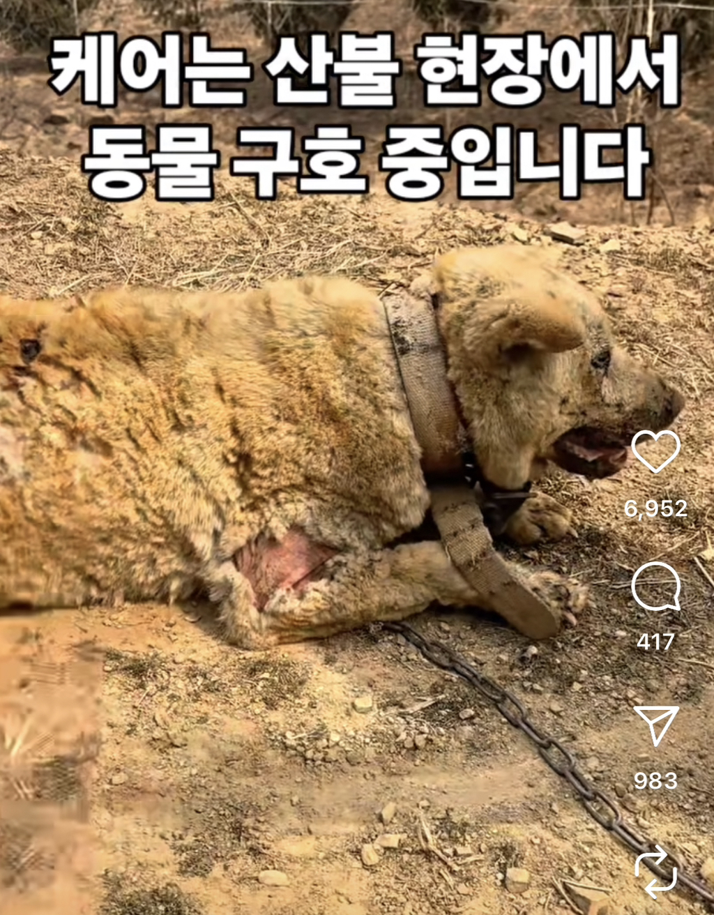 이번 산불에서 구조된 동물들 | 인스티즈
