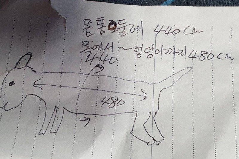 강아지 옷 살라고 아빠한테 치수 좀 재달라고 했는데 | 인스티즈