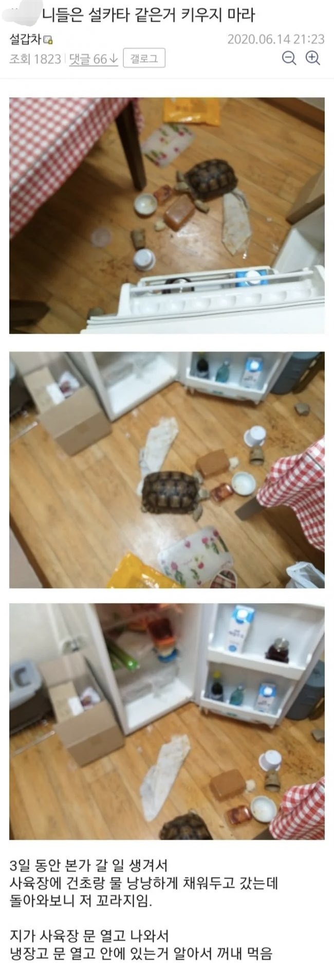벽을 뚫는 거북 설카타.twt | 인스티즈