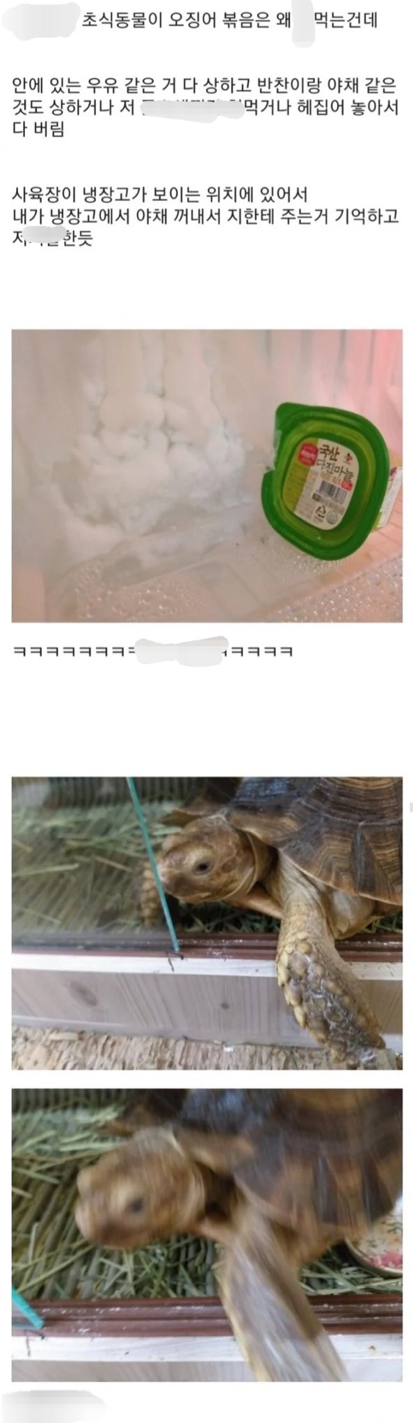 벽을 뚫는 거북 설카타.twt | 인스티즈