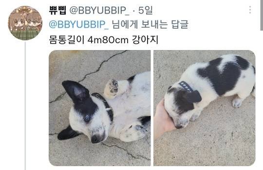강아지 옷 살라고 아빠한테 치수 좀 재달라고 했는데 | 인스티즈
