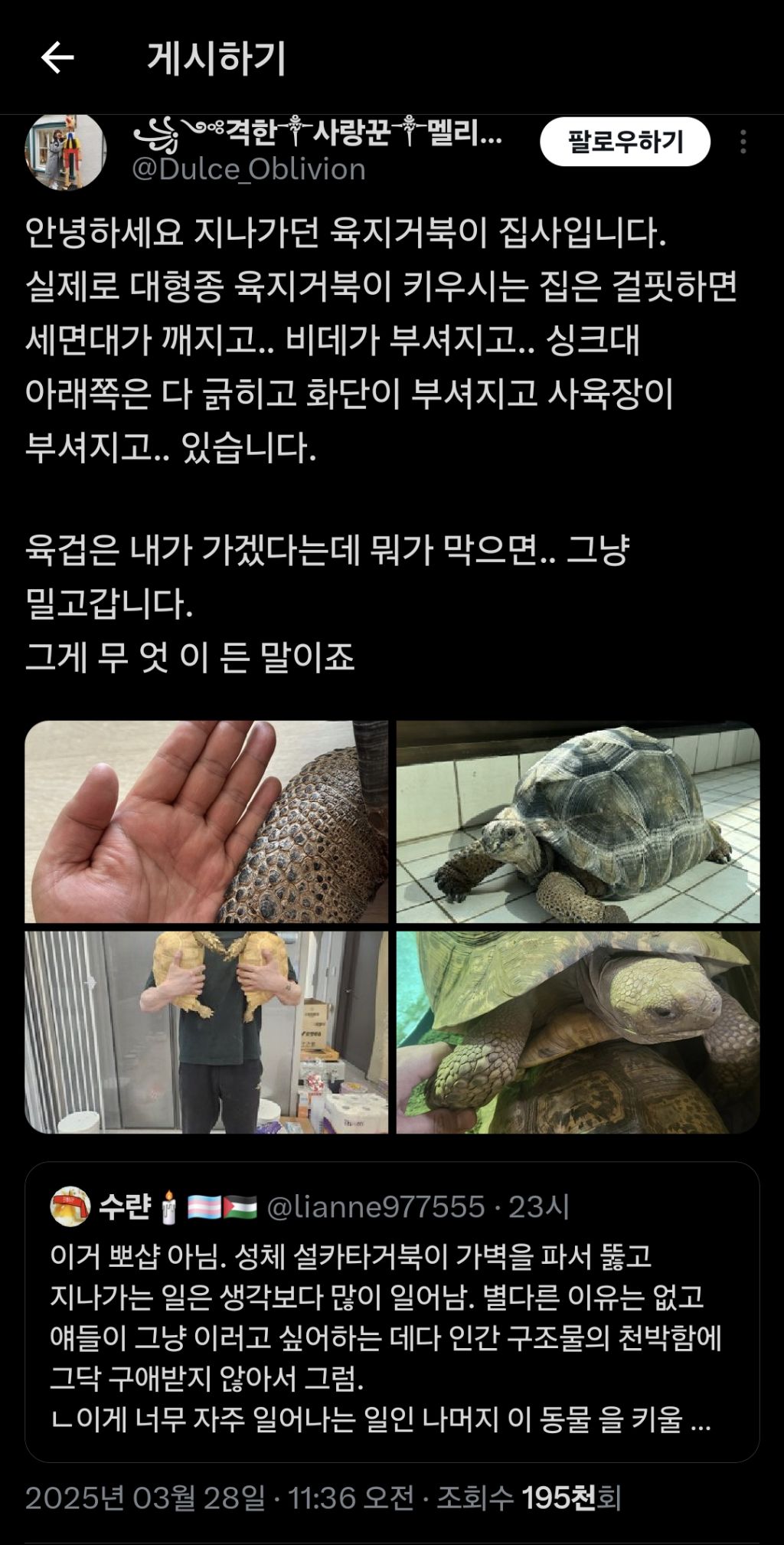 벽을 뚫는 거북 설카타.twt | 인스티즈