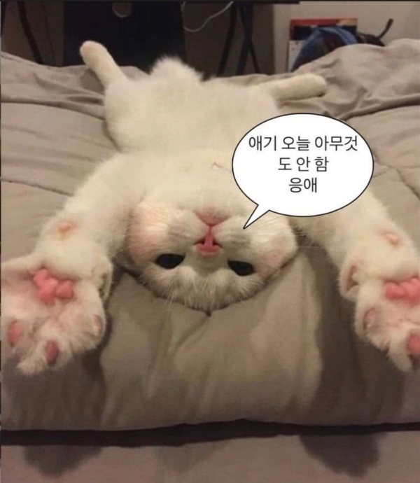 쥐 안잡는 고양이는 둬도 일 안하는 사내 둬서 뭘하나 | 인스티즈