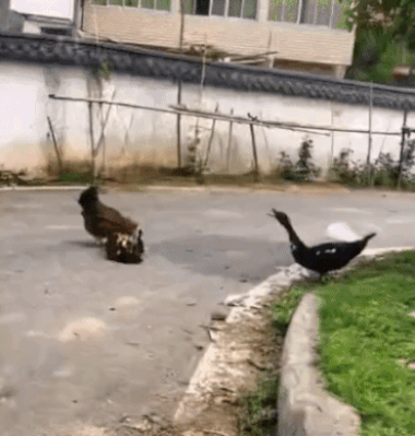  아기오리 집단유괴현장.gif1