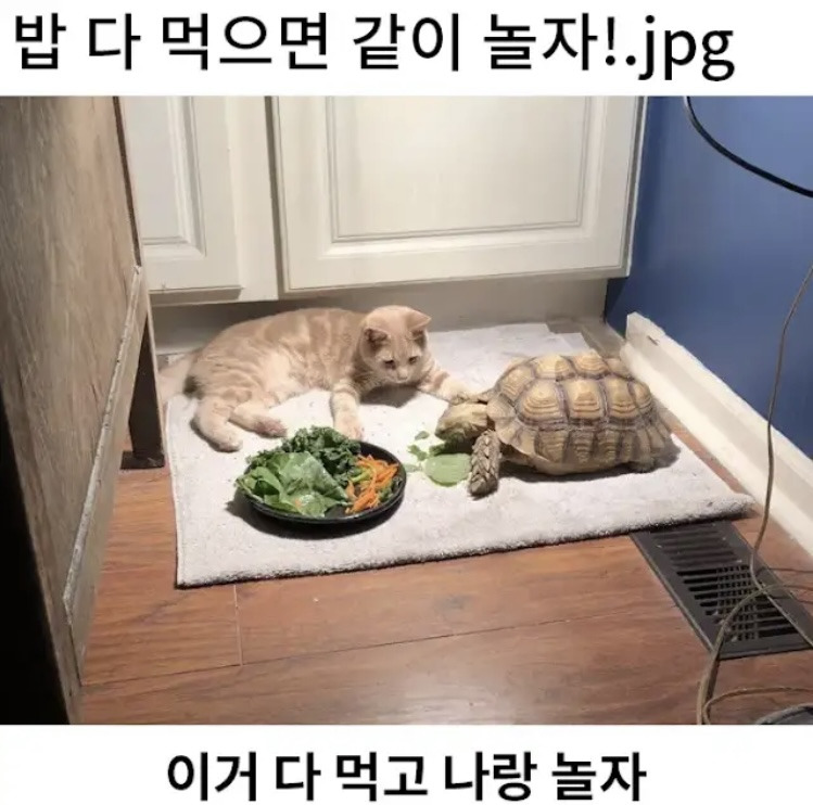 거북이랑 놀고 싶었던 고양이ㅋㅋㅋㅋㅋ | 인스티즈