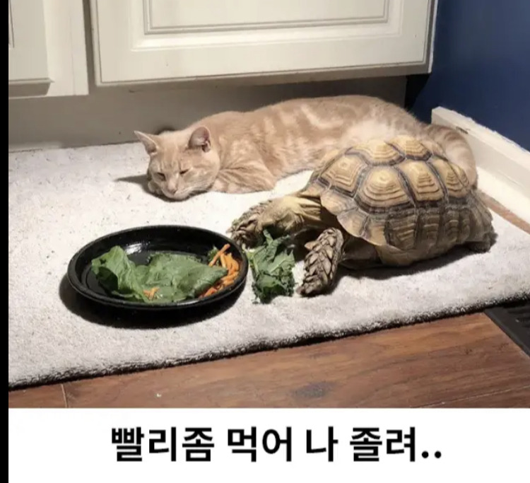 거북이랑 놀고 싶었던 고양이ㅋㅋㅋㅋㅋ | 인스티즈