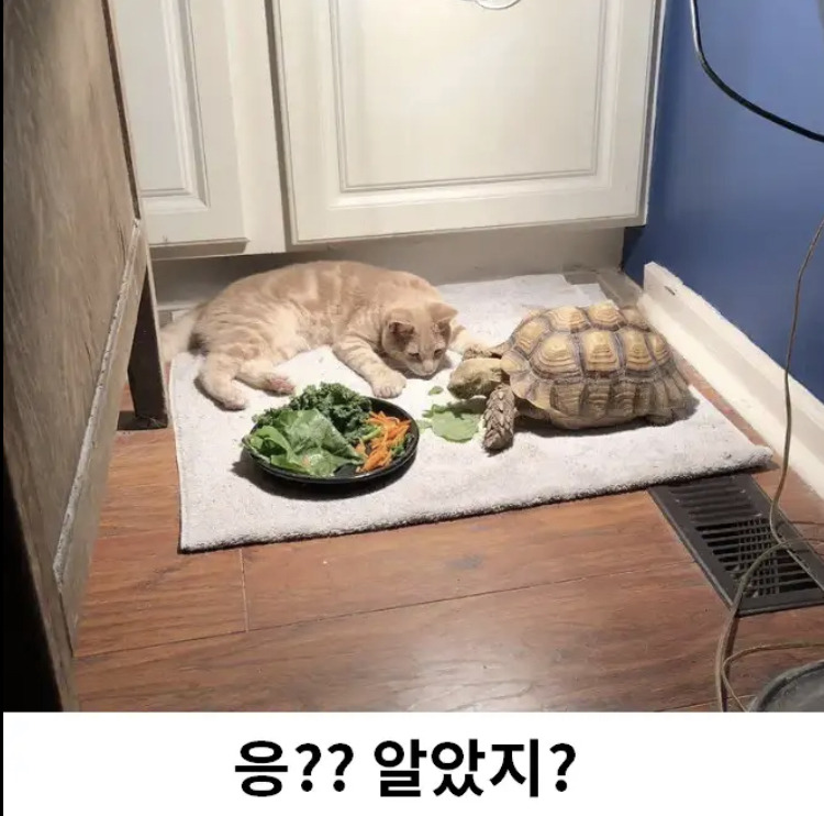 거북이랑 놀고 싶었던 고양이ㅋㅋㅋㅋㅋ | 인스티즈