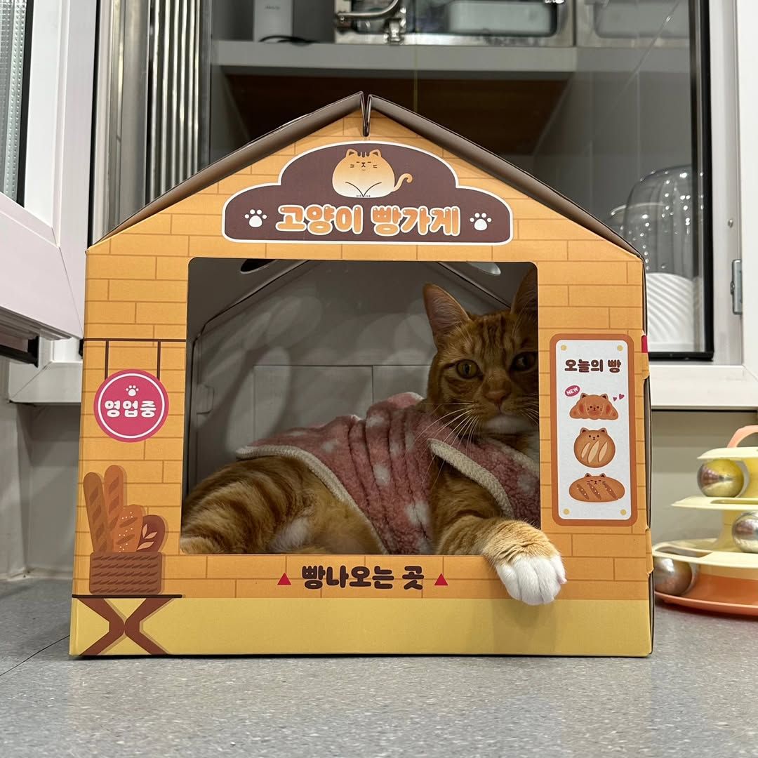 나는솔로 24기 남출연자(수의사)가 입양한 길냥이 뚱진이 | 인스티즈