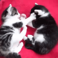  하품할 때 입에 손가락을 넣으면 🐱