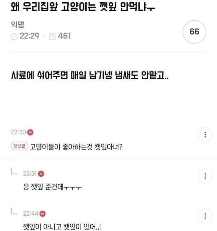 우리집 고양이 왜 깻잎 안먹나...1