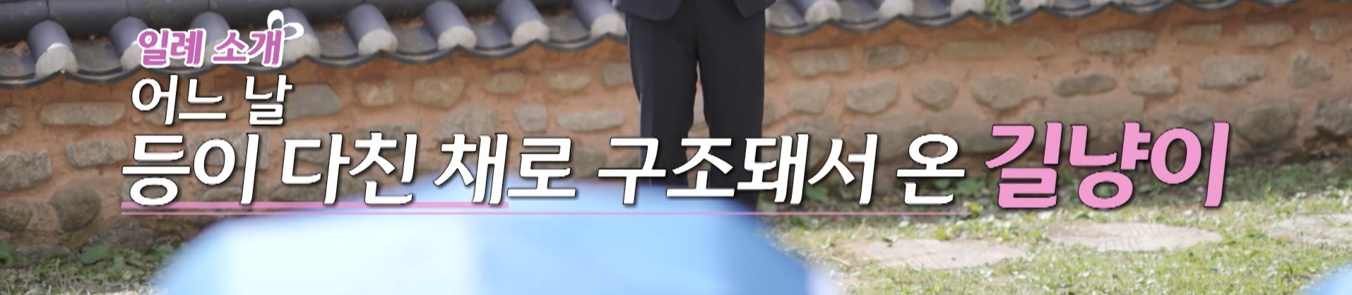  나는솔로 24기 남출연자(수의사)가 입양한 길냥이 뚱진이