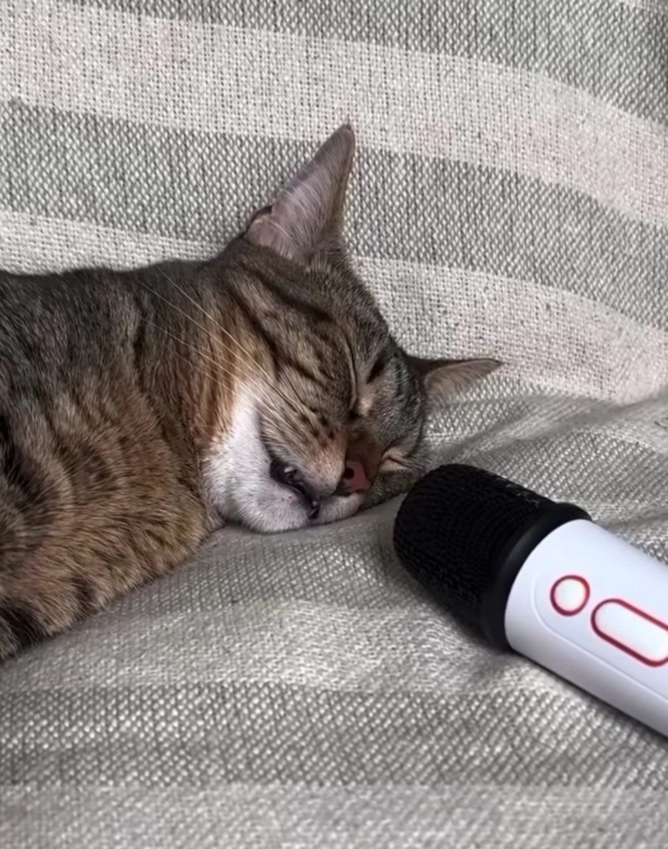  잠자는 고양이 앞에 마이크를 두면.insta