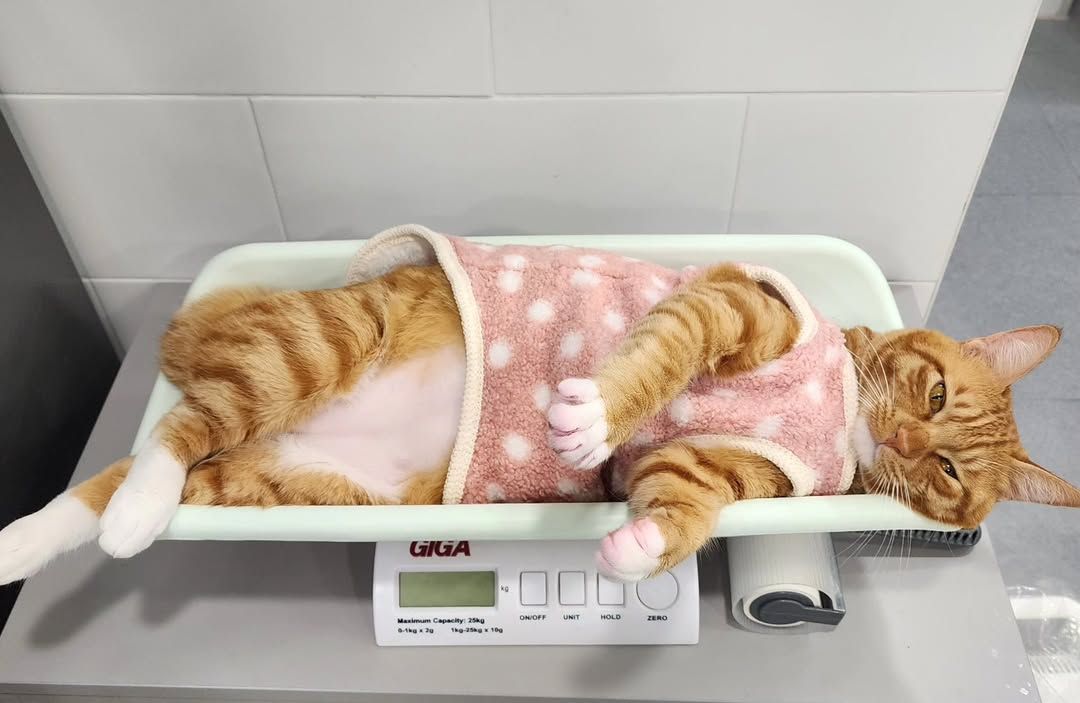 나는솔로 24기 남출연자(수의사)가 입양한 길냥이 뚱진이 | 인스티즈
