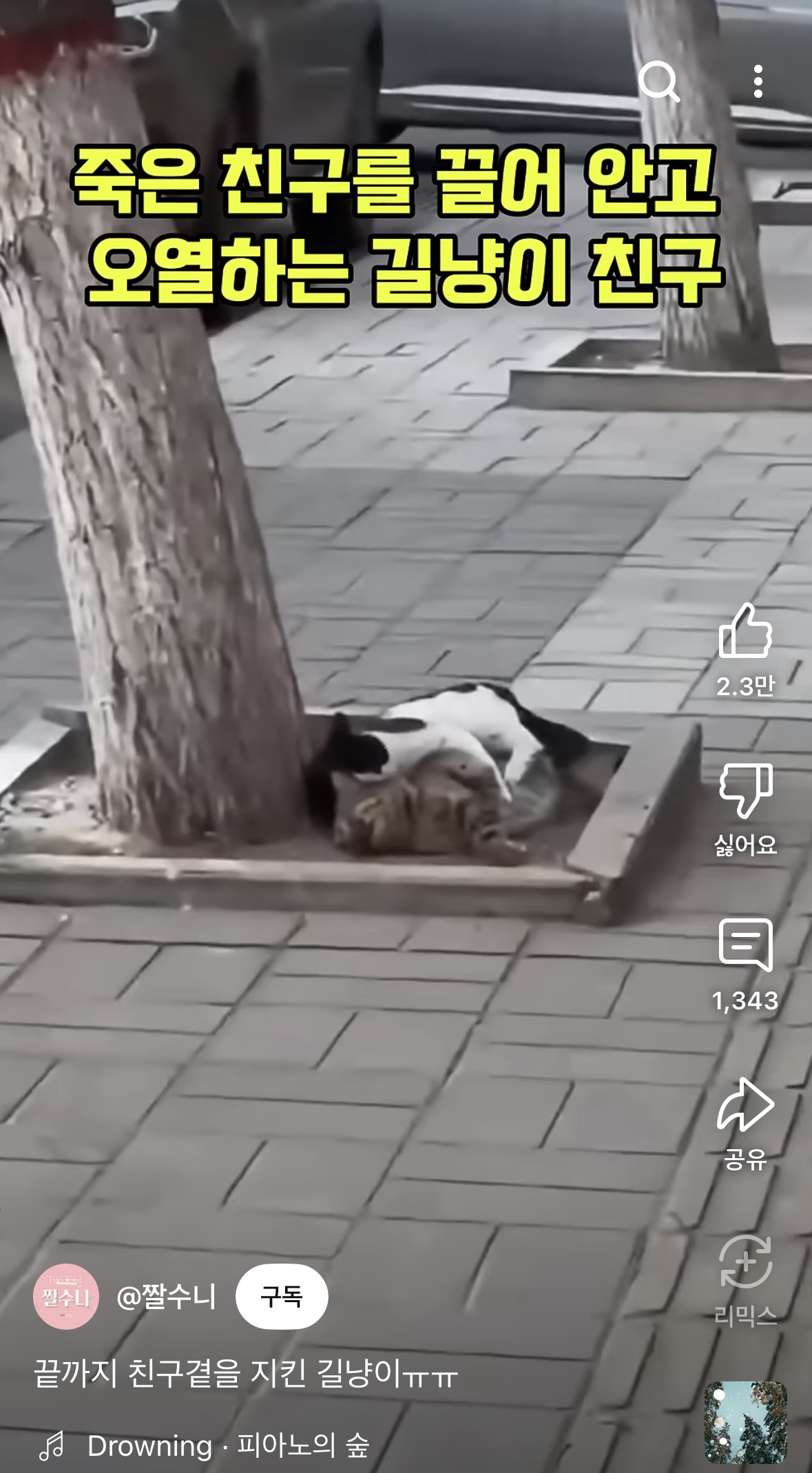  끝까지 친구곁을 지킨 길냥이ㅠㅠ