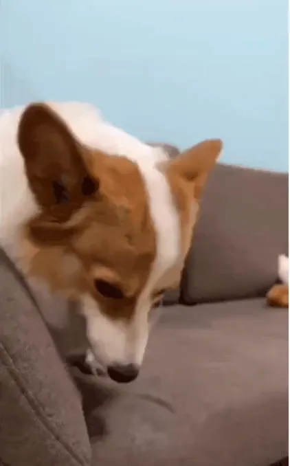  뭔가 알고있는 듯한 표정.gif