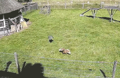  매한테 공격 당하는 친구 도와주러오는 농장 친구들...gif