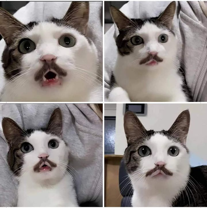  고양이 무늬가 랜덤이라고 하지만 어떻게 이렇게..1