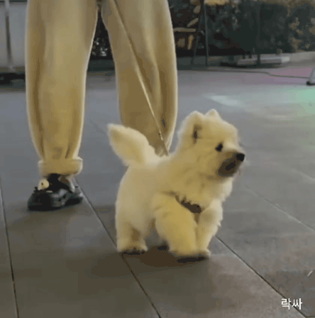  군고구마 먹은 멍뭉이1