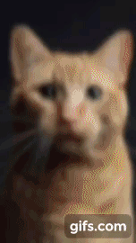  인형을 뽑으면 고양이가 나오는 기계.gif