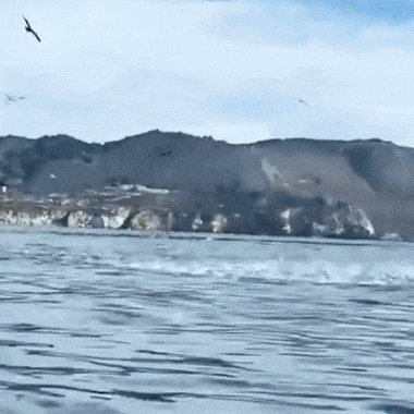 실수로 카약타는 사람 2명 삼킨 혹등고래 | 인스티즈