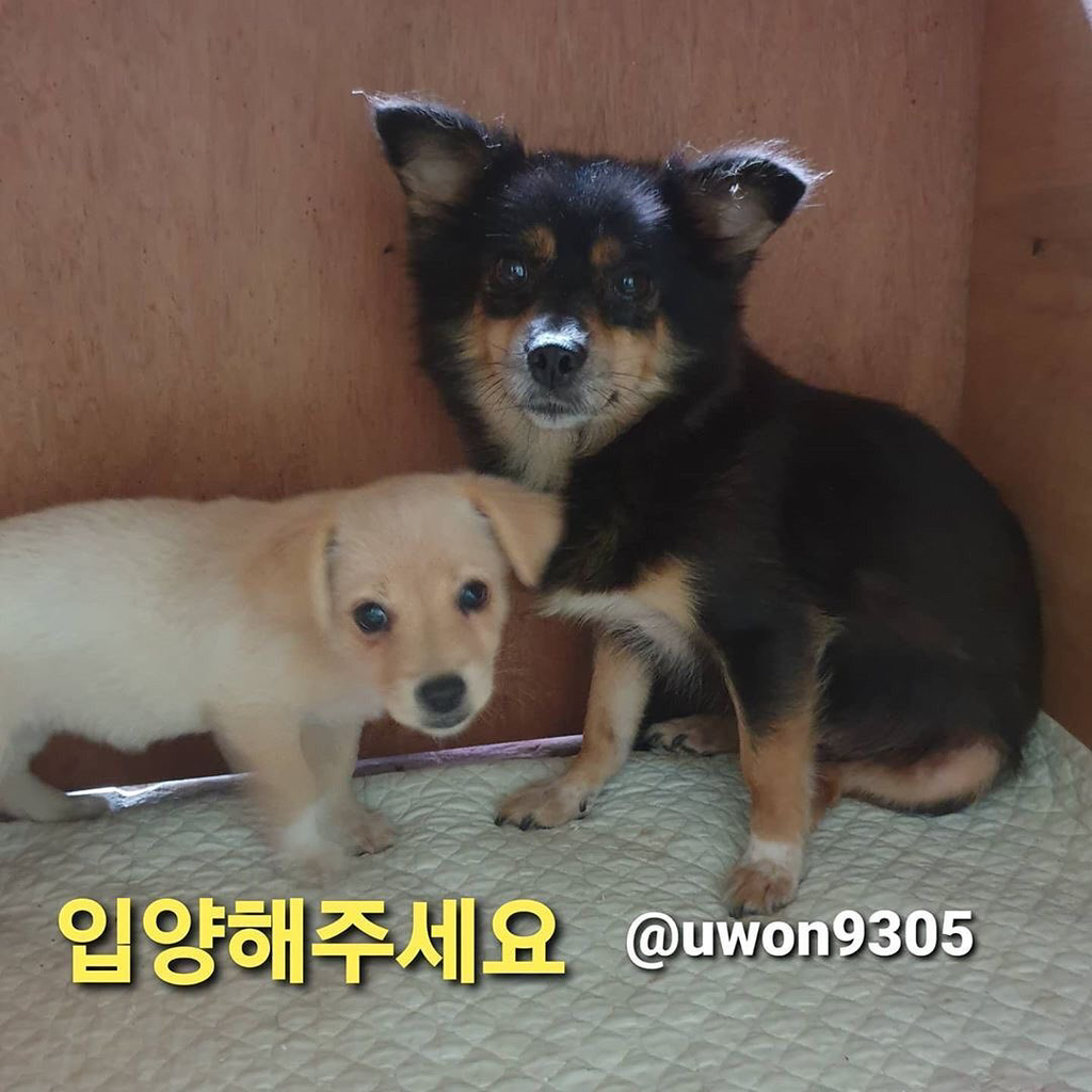  트와이스 쯔위가 입양한 유기견의 변화3
