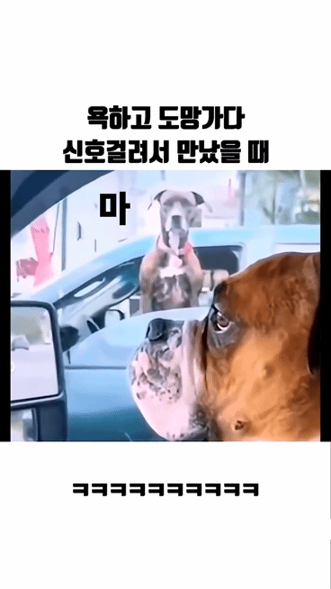  욕하고 도망가다 신호걸려 만났을때