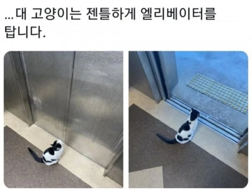  대학교 고양이 자랑 대회