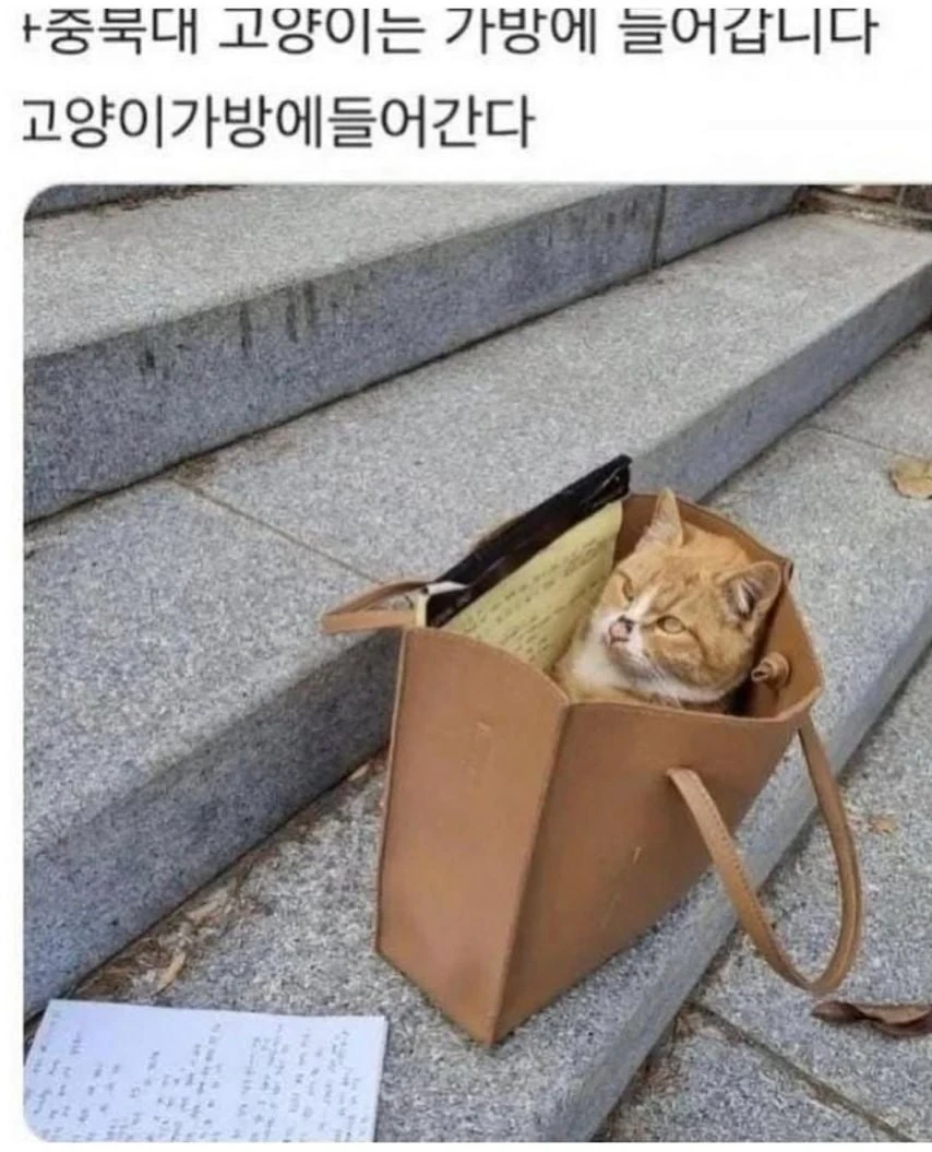 대학교 고양이 자랑 대회 | 인스티즈