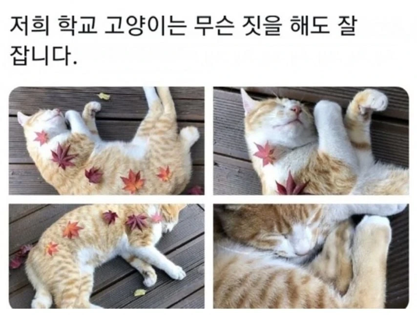 대학교 고양이 자랑 대회 | 인스티즈