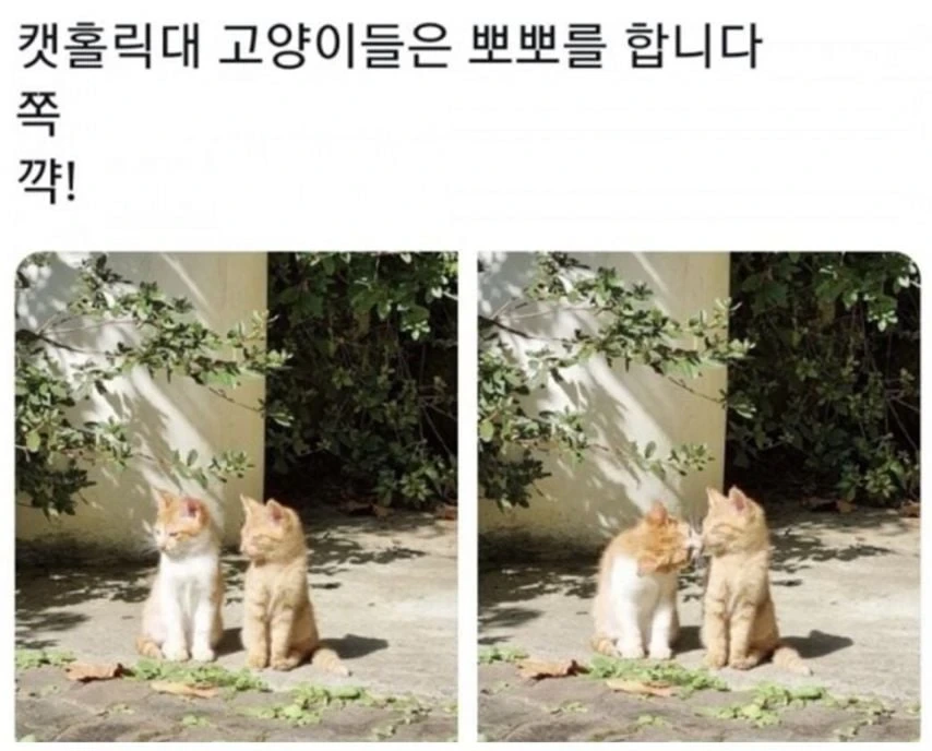 대학교 고양이 자랑 대회 | 인스티즈