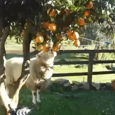  오렌지를 따먹는 양 🍊🐑1