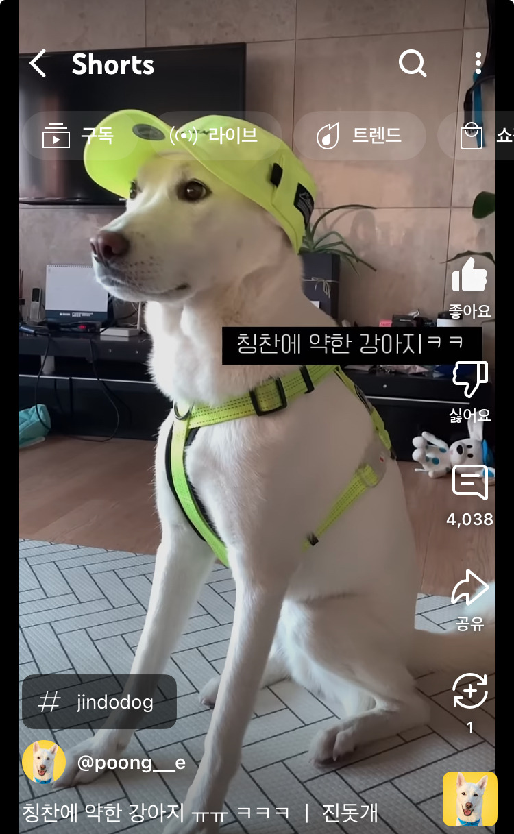그르케 오래도록 하고 있는 칭찬에 약한 강아지 | 인스티즈