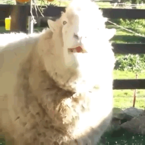 오렌지를 따먹는 양 🍊🐑 | 인스티즈