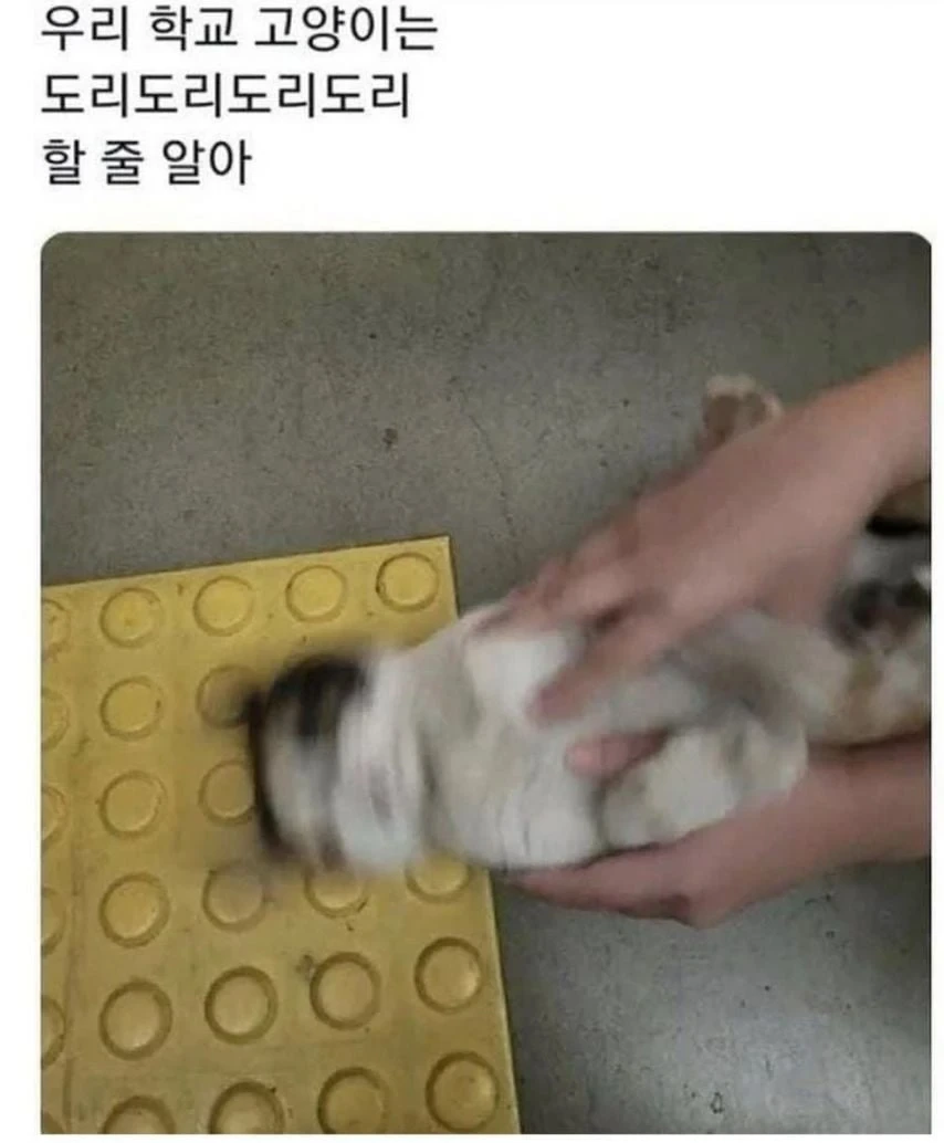 대학교 고양이 자랑 대회 | 인스티즈